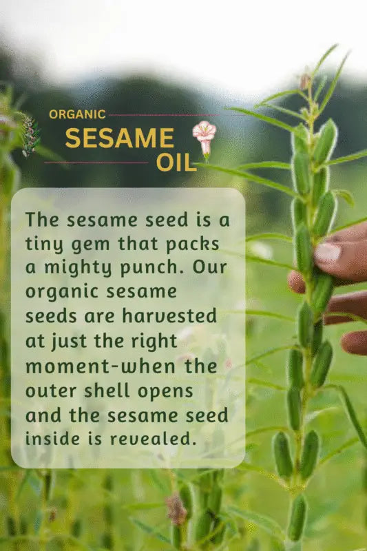 Pure hydraulic cold-pressed sesame seed oil machine extraction by Champi Oil.
